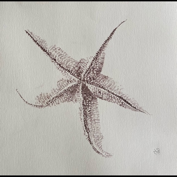 Sea Shell Prints-Limited Edition and Numbered. - Picture 3 of 7